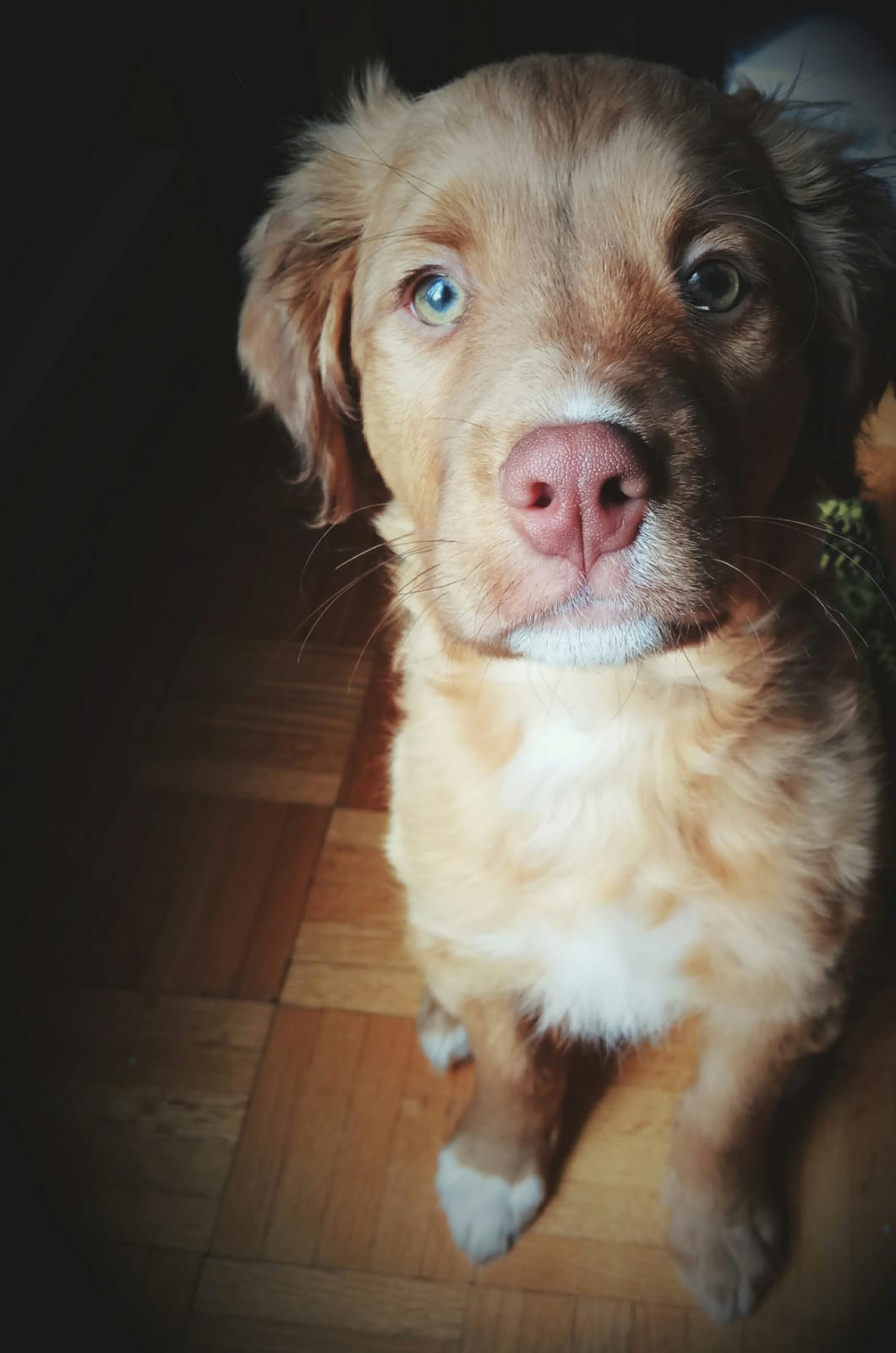 Charlie imagem